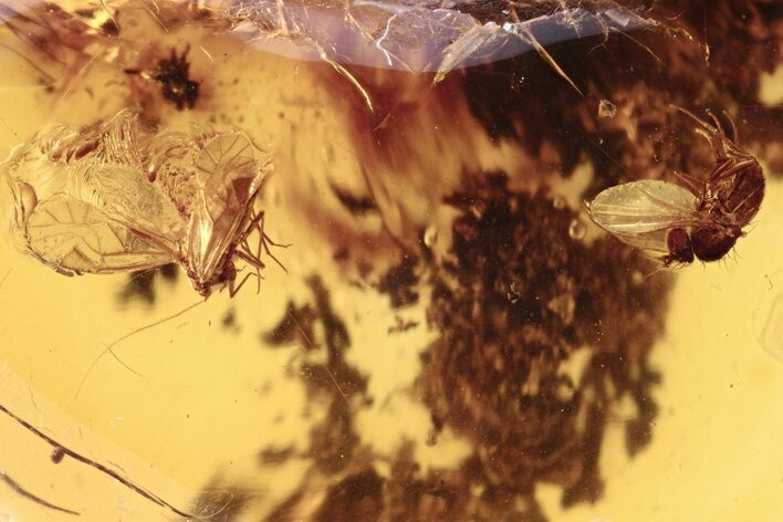 Detailed Fossil Barklouse, Fly, and Plant Debris in Baltic Amber #273207